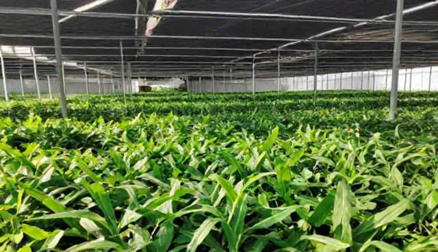 重庆建网站对短视频运营的影响原因分析